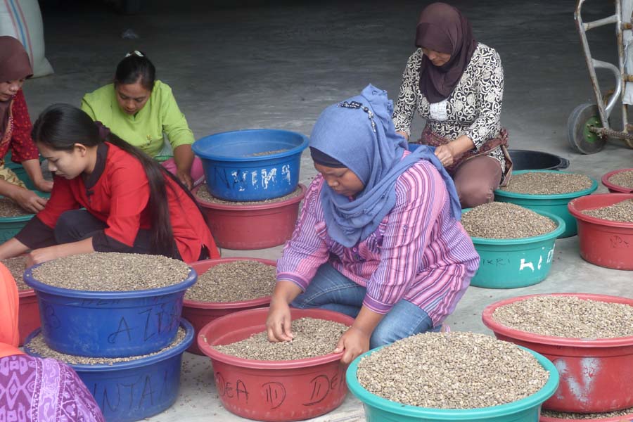 Pekerja sedang mengolah kopi Gayo. Foto Joe Samalanga